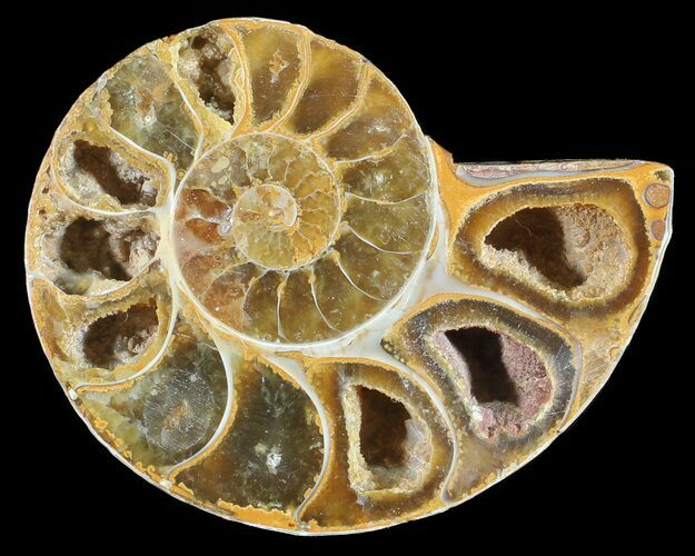 Sliced, Agatized Ammonite Fossil (Half) - Jurassic #54049